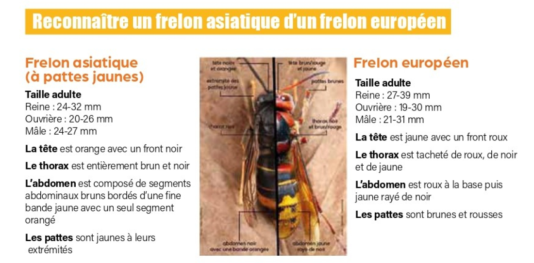 Diff&eacute;rence frelon asiatique et frelon europ&eacute;en - GDS Pays de la Loire