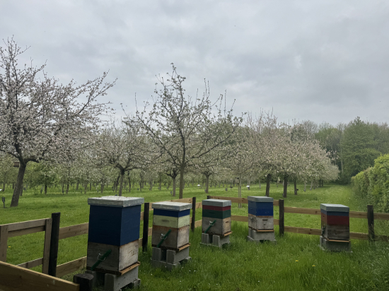 Le rucher au verger pomologique